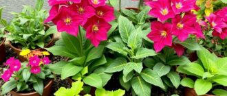 Удобрения для растений: как не угадать, а дать то, что нужно